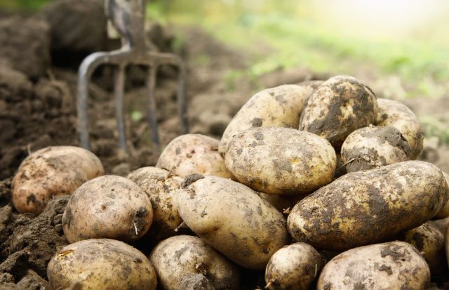Aardappelen uit de grond met een aardappel vork er achter